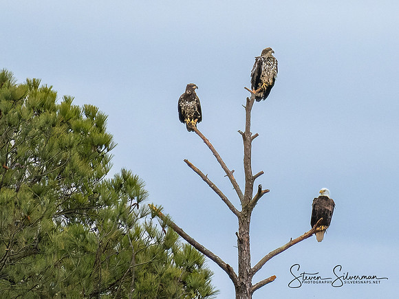 Bald Eagles in a tree