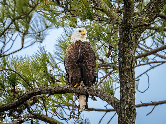 Bald Eagle in a tree