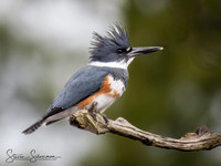 Belted Kingfisher