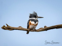 Belted Kingfisher