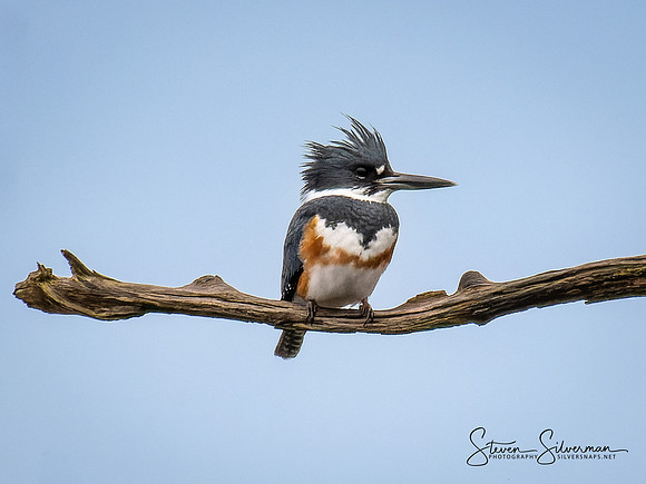 Belted Kingfisher