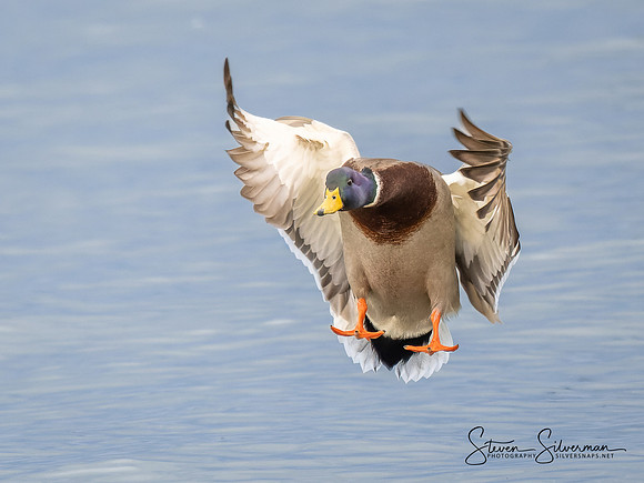 Mallard Duck