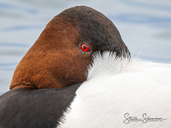 Canvas Back Duck Portrait