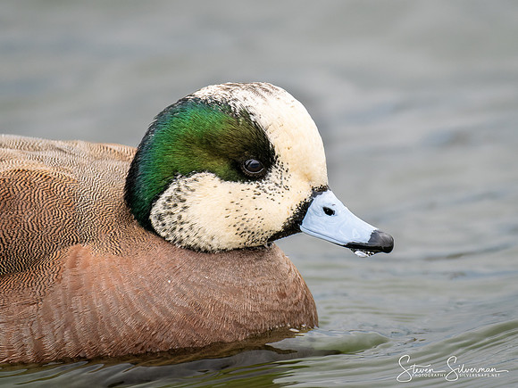 Storm Wigeon Duck (Rare)