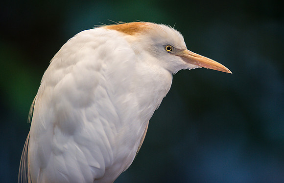 Cattle Egret
