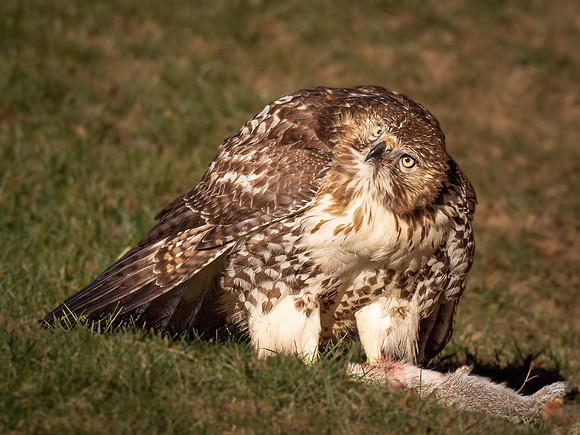 Redtail Hawk with Squirrel