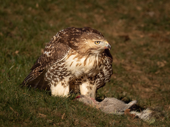 Redtail Hawk with Squirrel