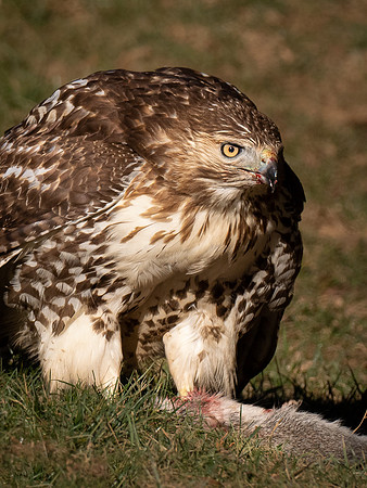 Redtail Hawk with Squirrel