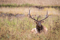 130917 Elk 0036-Edit