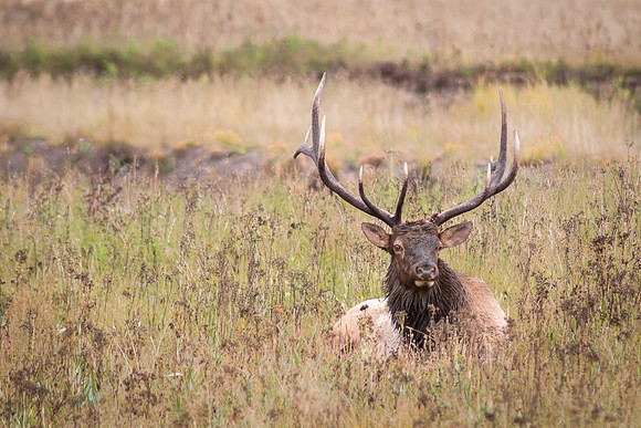 130917 Elk 0036-Edit