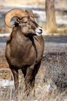 Ram
