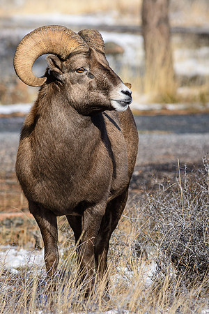 Ram