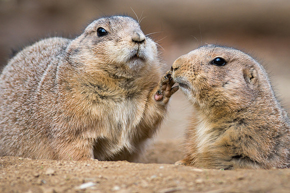 Prairie Dogs