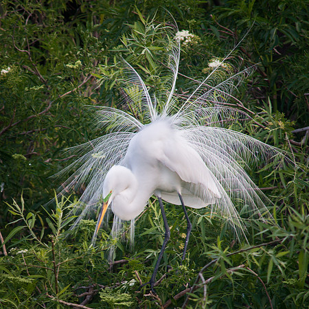 Great Egret Breeding Display