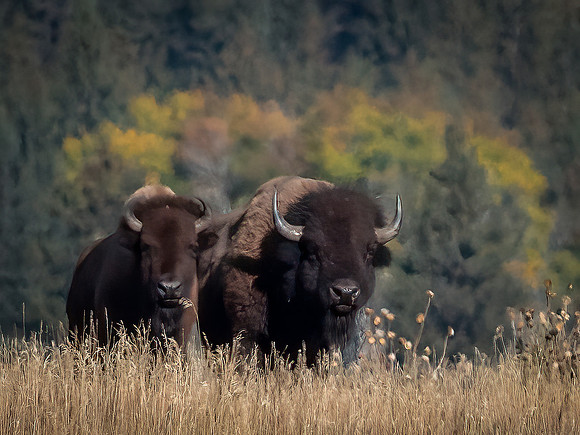 210922 Teton Wildlife 1344-Edit-Enhanced