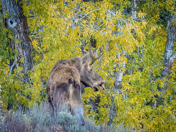 Young Bull Moose