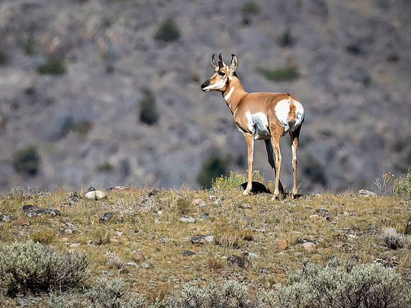 Antilope Buck on a Ridge