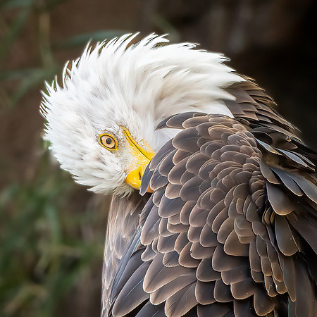Bald Eagle