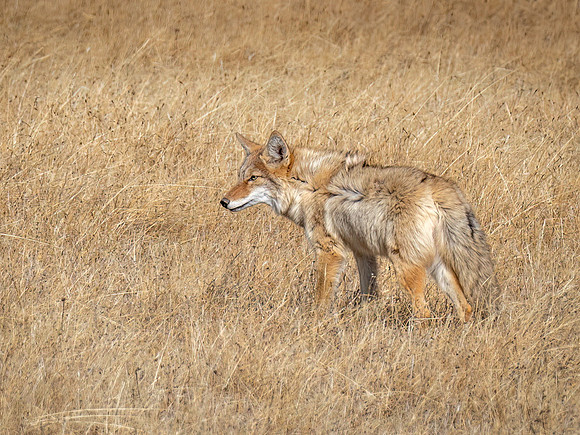 Coyote
