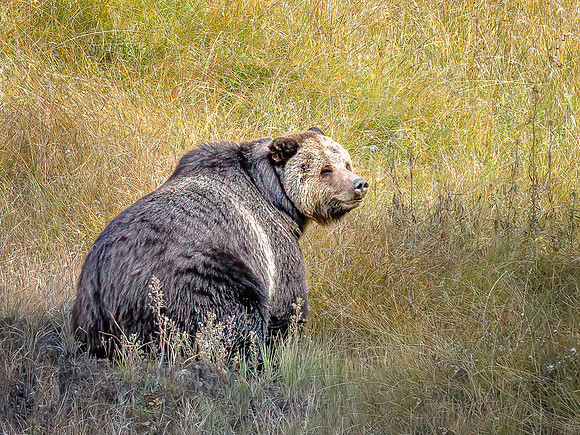 Grizzley Bear