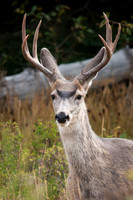 Buck, 7 Point