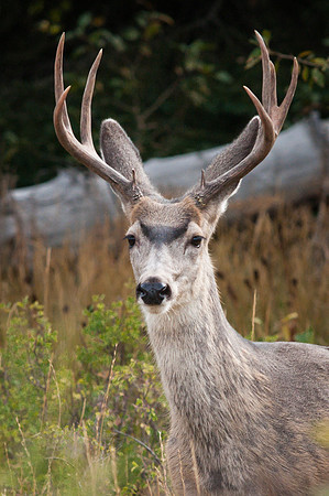 Buck, 7 Point
