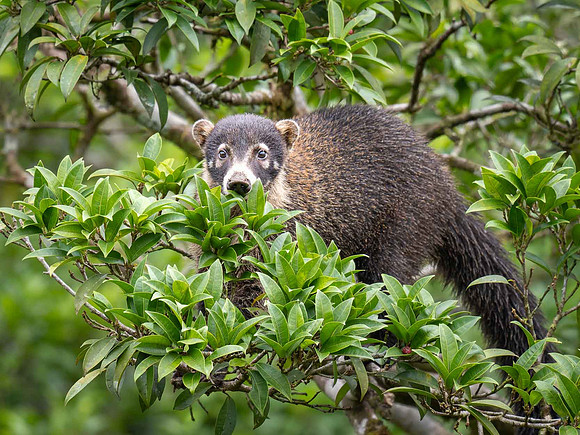 Coati