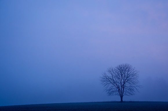 Foggy Dawn