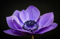 Purple Anemone