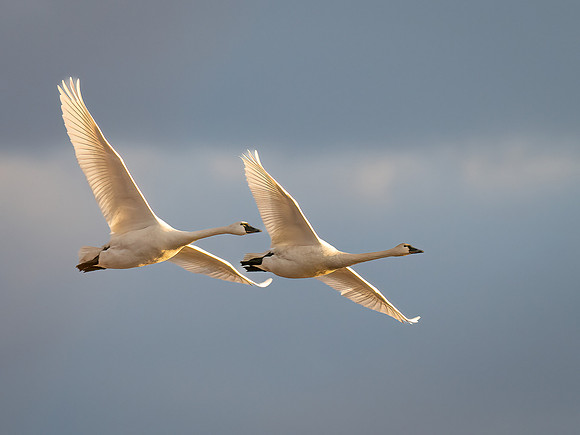 Tundra Swans in Flight