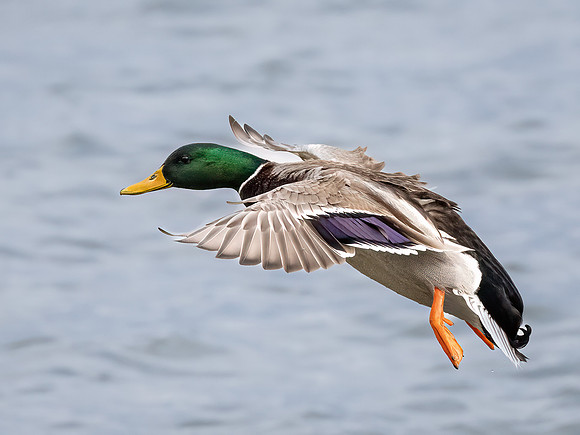 Male Mallard in Flight