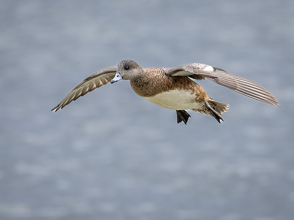 Female American Widgeon in Flight