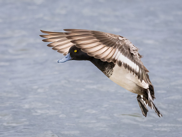 Lesser Scaup in Flight