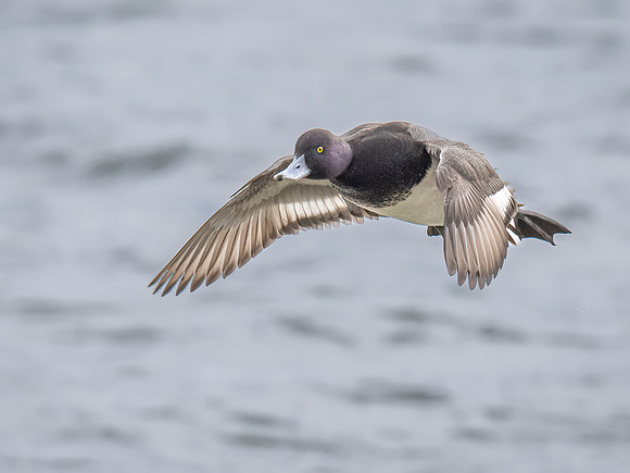 Lesser Scaup in Flight