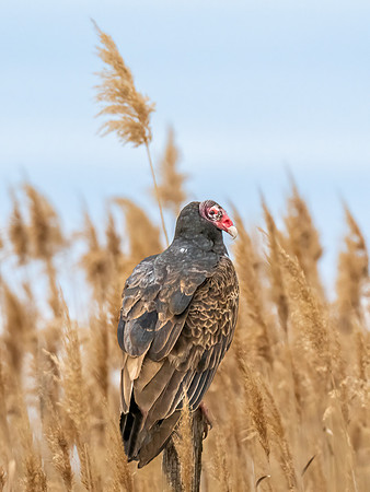 Turkey Vulture