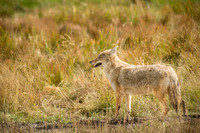 Coyote