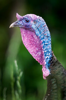 Wild Jake Turkey