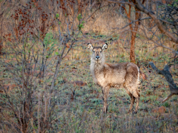 Female Waterbuck