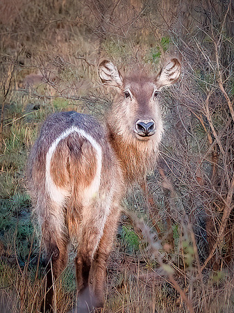Female Waterrbuck