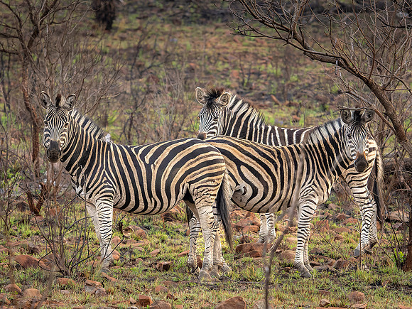 Zebras