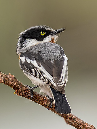 Chinspot Batis
