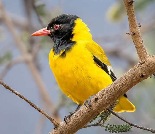 African Black-Headed Oriel