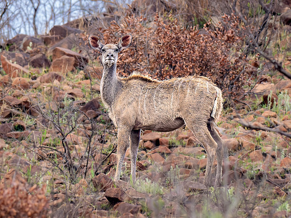 Female Kudu Antilope