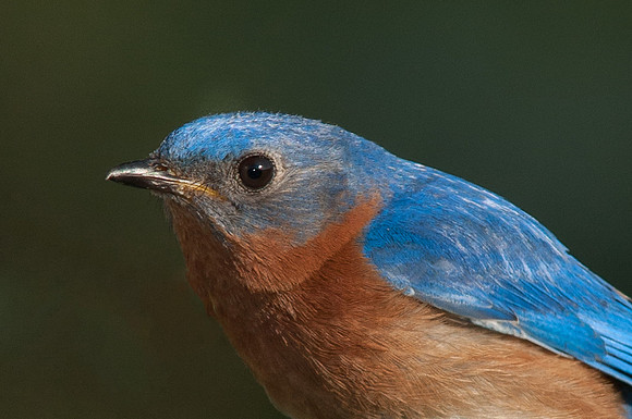 Eastern BlueBird, Male