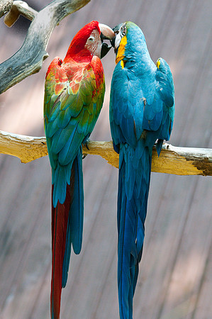 Green Wing with Blue & Gold Macaw