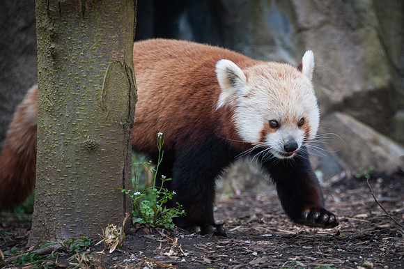 Red Panda