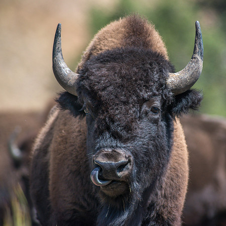 Bison
