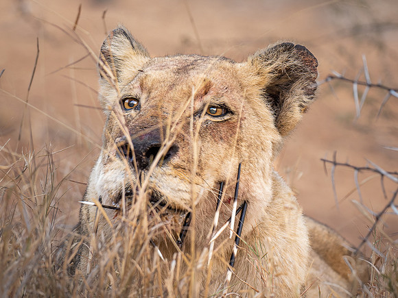 African Lioness