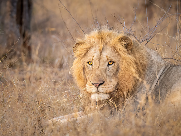 Young Male African Lion