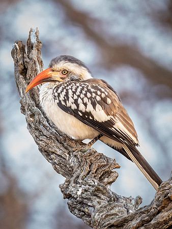 Southern Red-Billed Hornbill